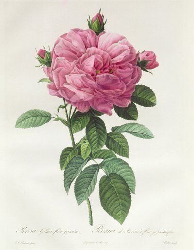 Rosa Gallica Flore Giganteo by Pierre Joseph Redouté